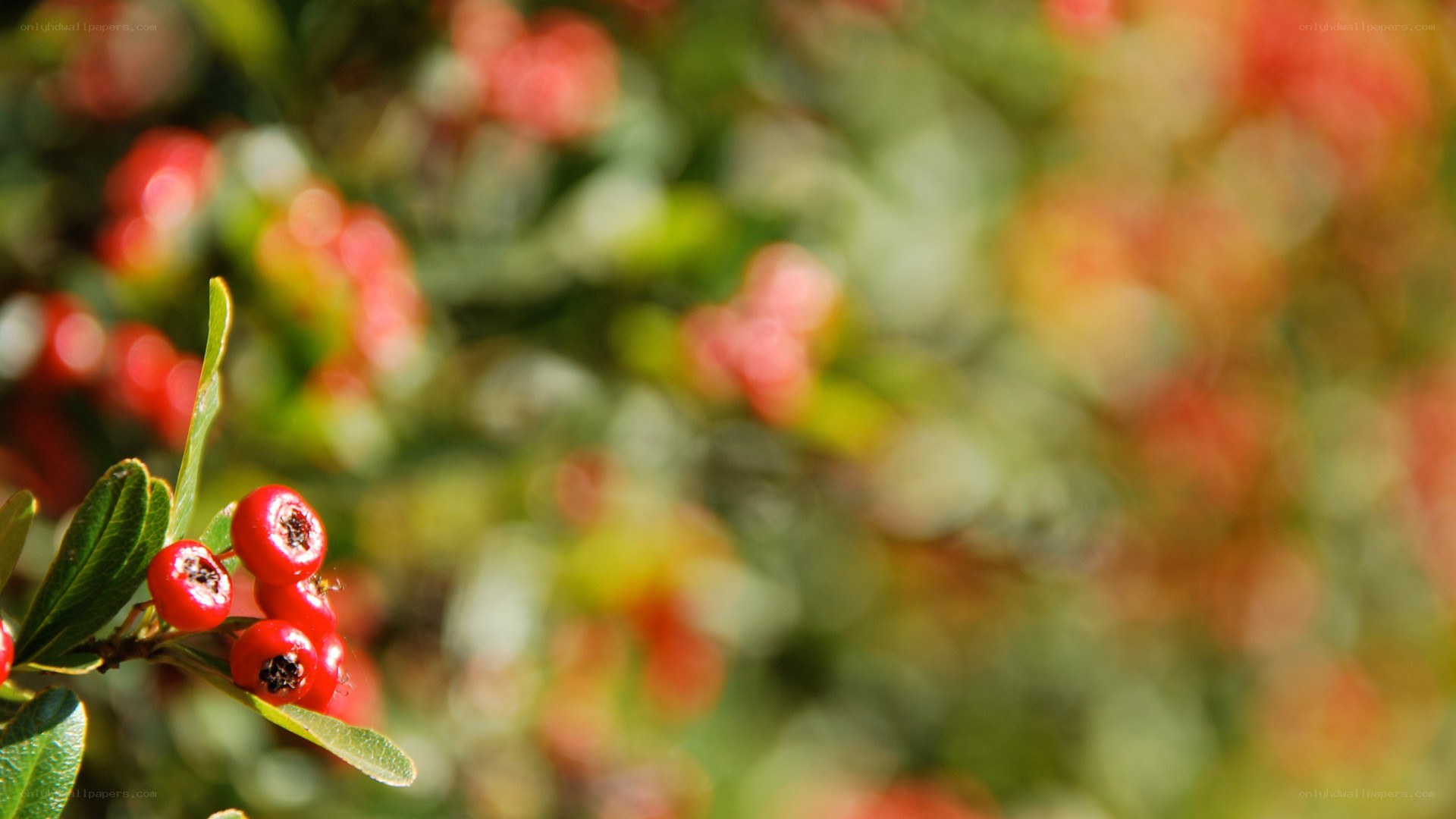 red berries on a bush
