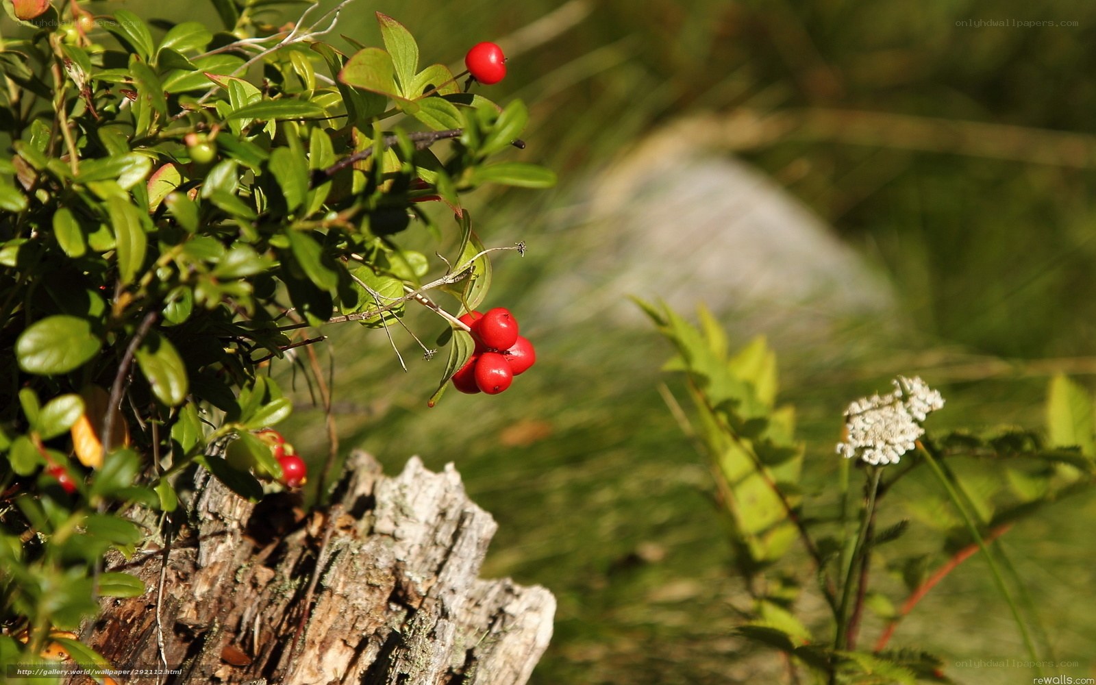 Red berries on a bush