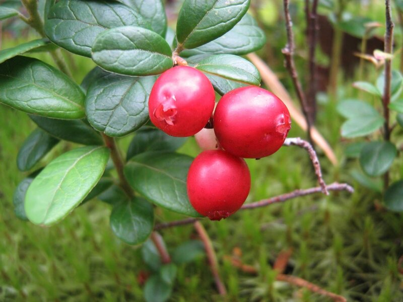 red berries on a bush
