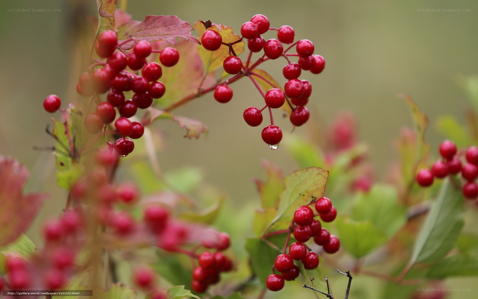 Red berries on a bush