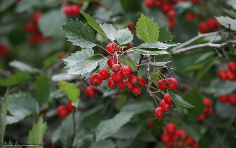 red berries on a bush