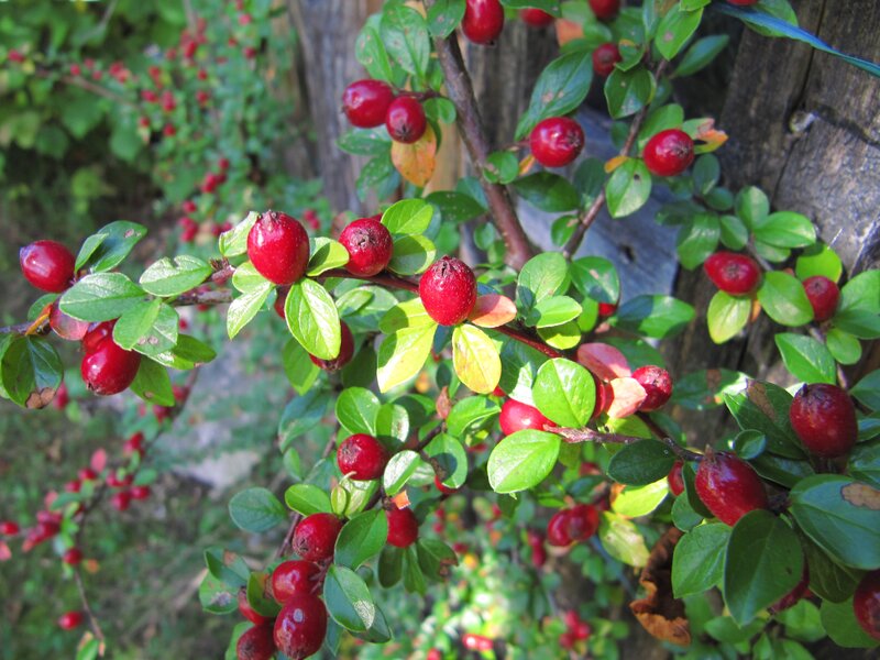 Red Berries on a Bush — Natural, Afternoon