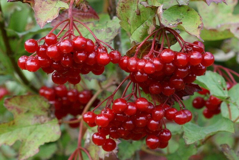 Red Berries on a Bush — Natural, Autumn