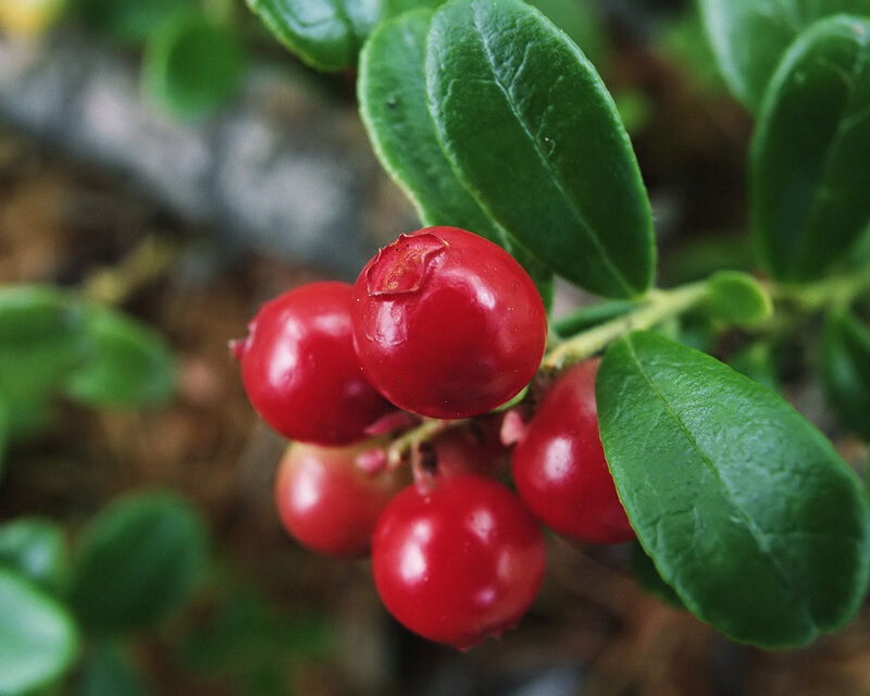 Red Berries on a Bush — Natural