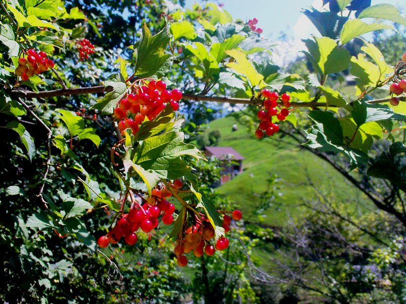 Red Berries on a Bush — Serene