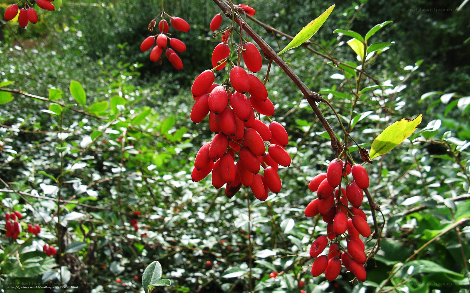Red berries on a bush