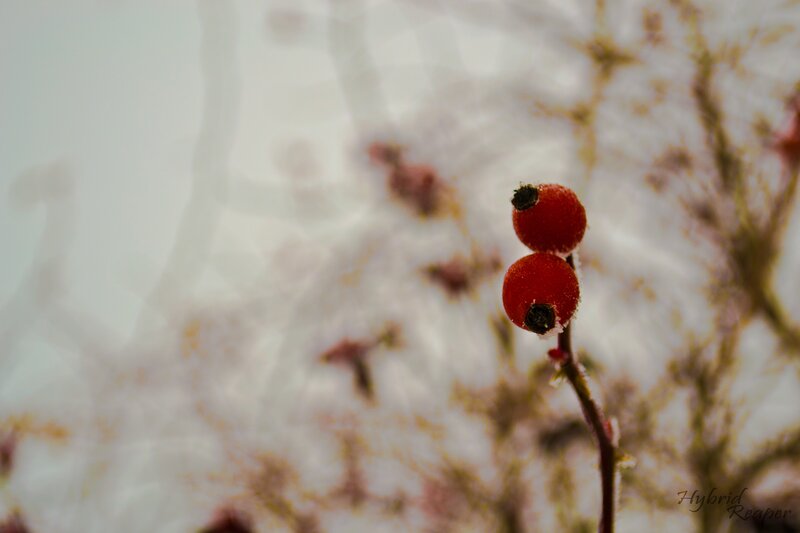 Red berries on a frosty branch