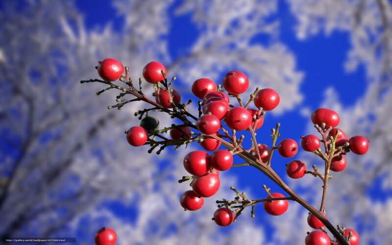 Red berries on a frosty branch