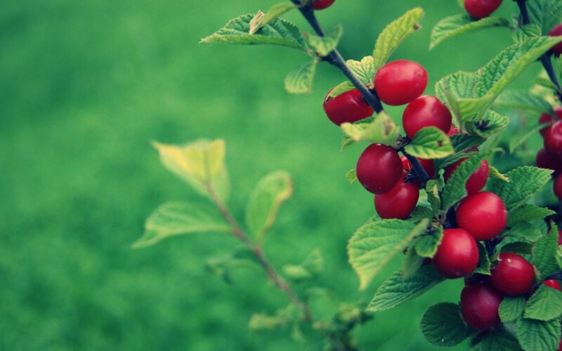 red berries on a green branch