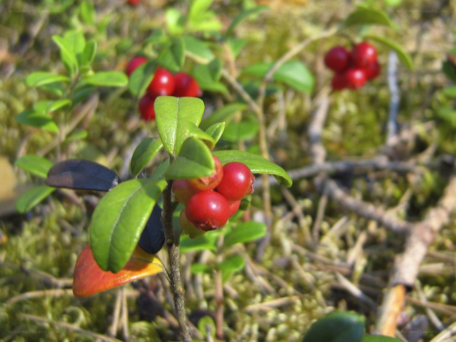 red berries on a green bush