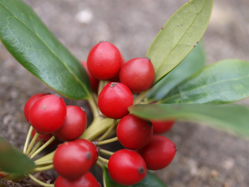 red berries on a green plant