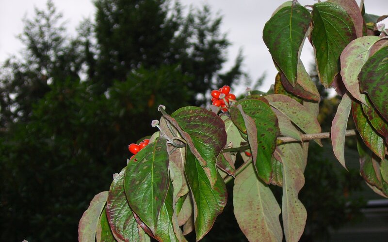 Red berries on a leafy branch