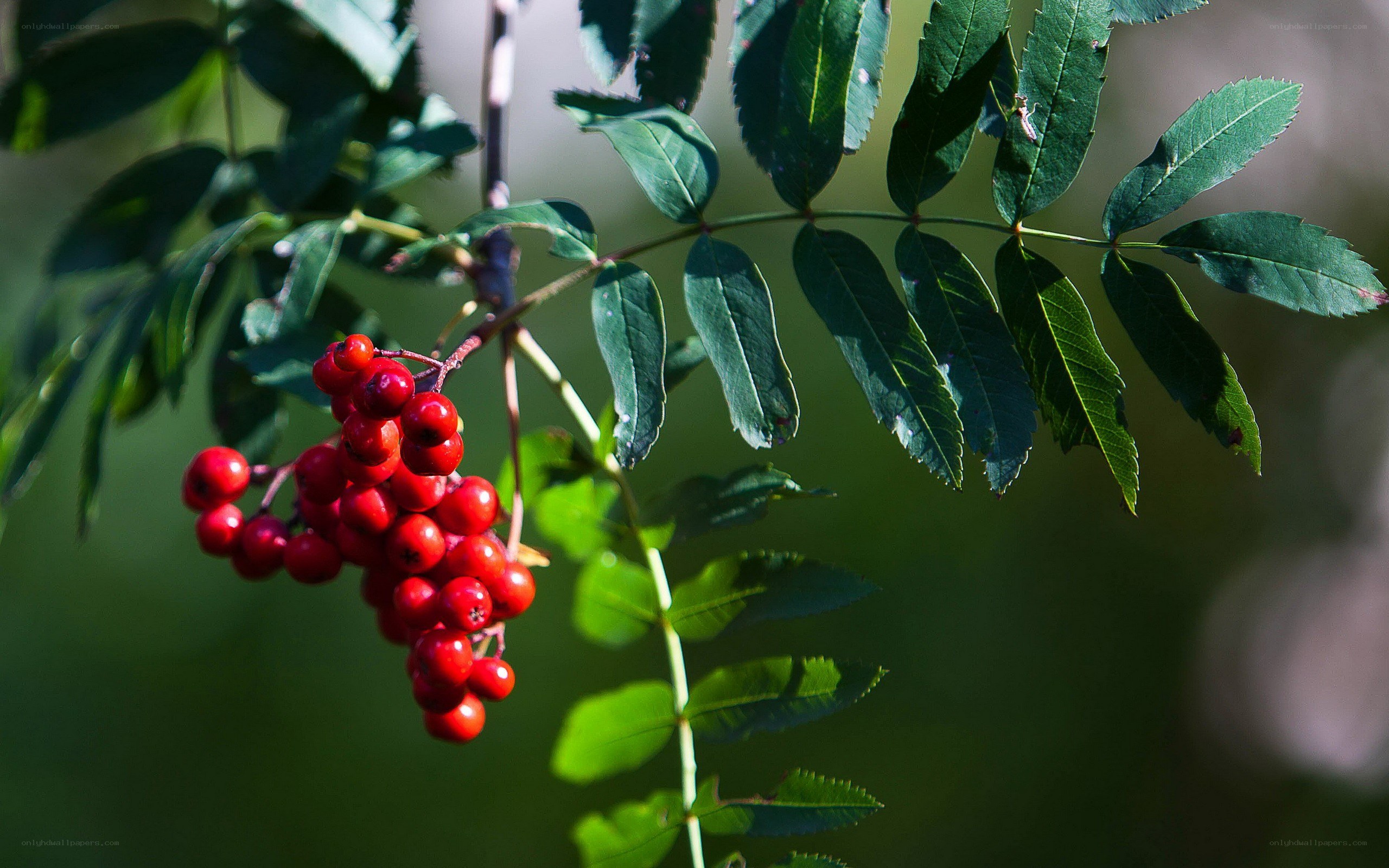 Red berries on a leafy branch