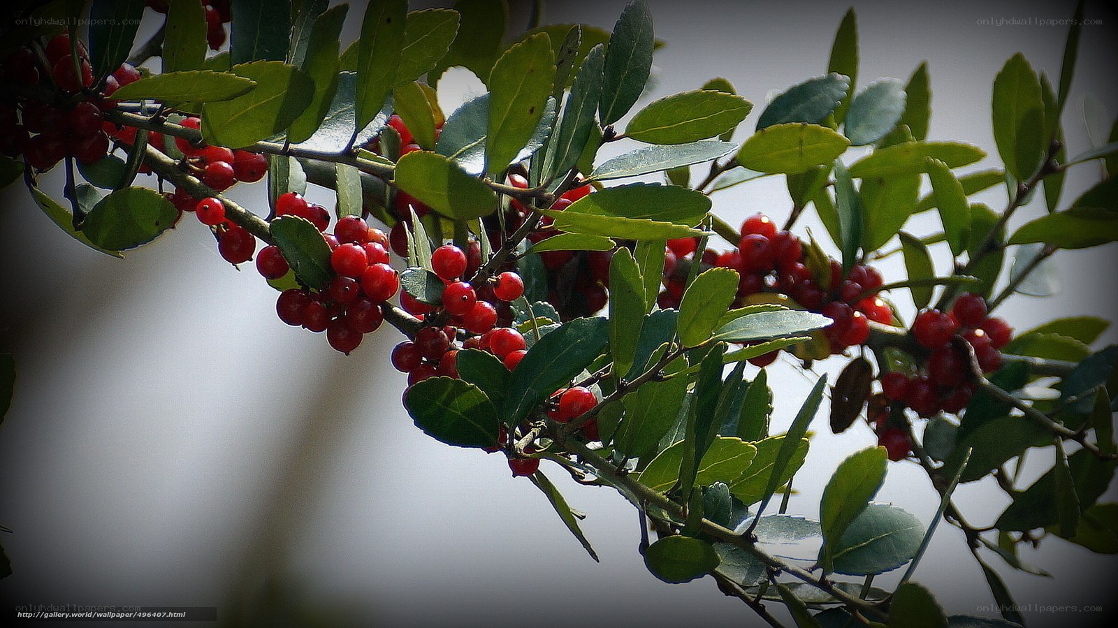 Red berries on a leafy branch