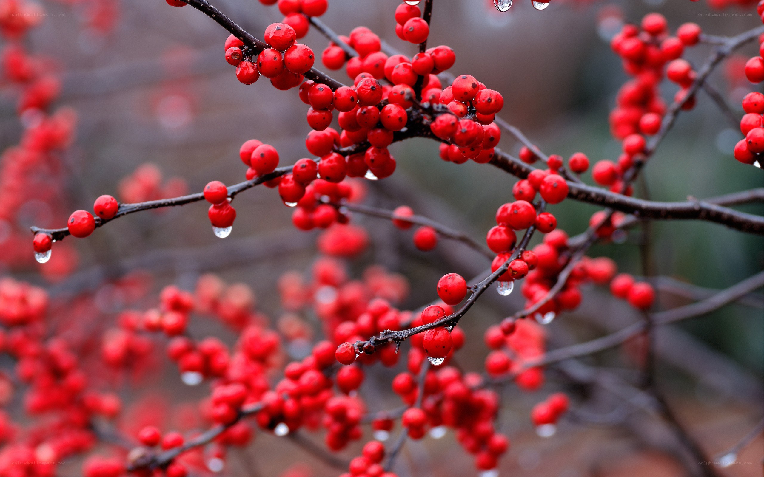 Red berries on a rainy branch