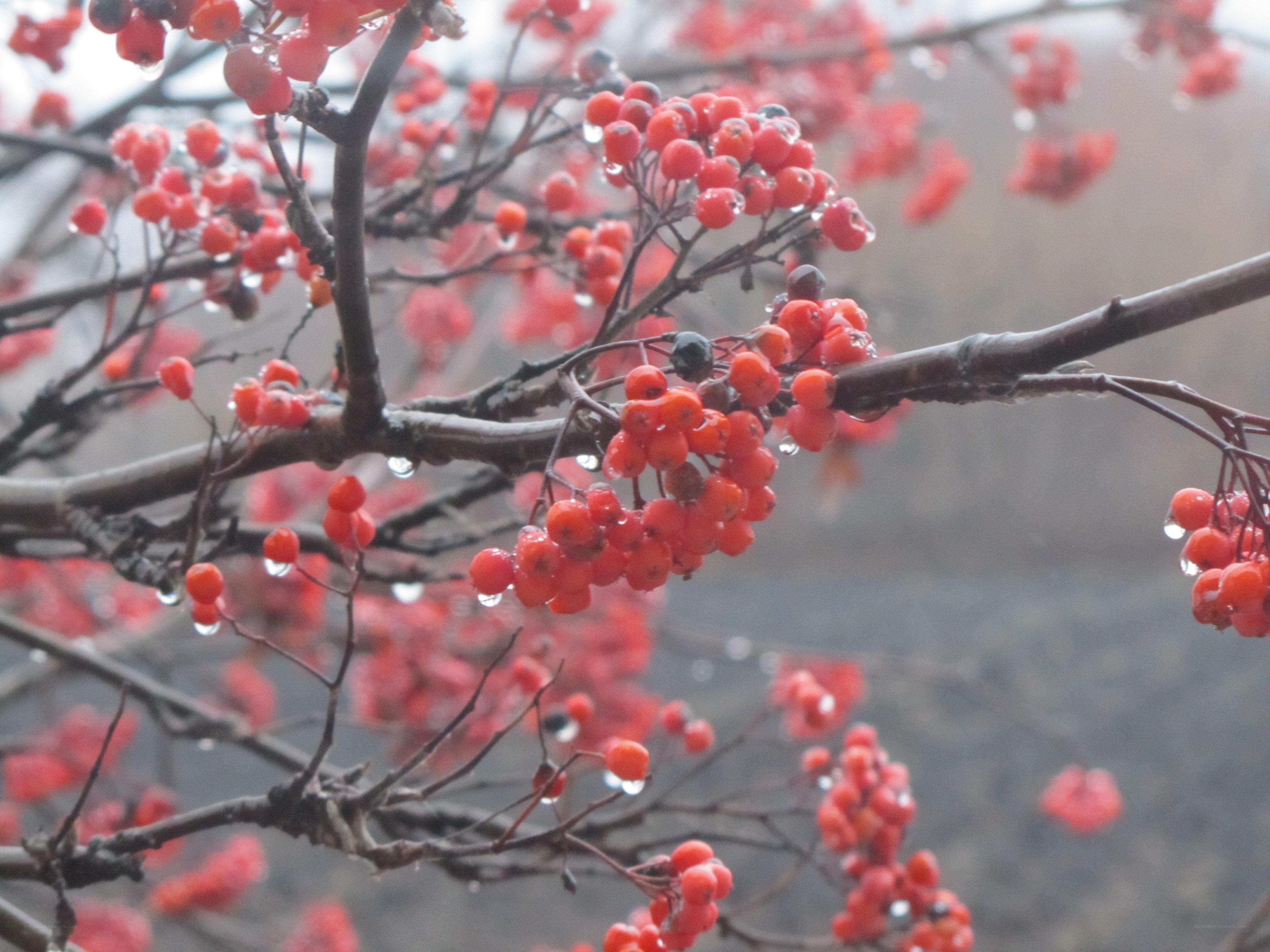 Red berries on a rainy branch
