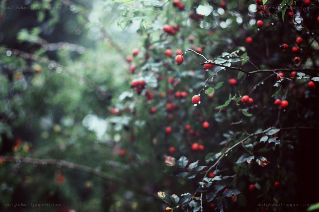 red berries on a rainy branch