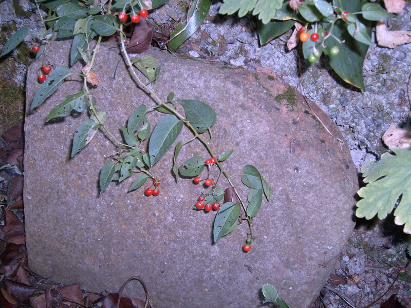 Red berries on a stone