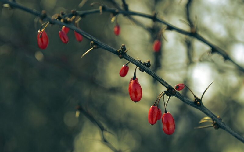 red berries on a thorny branch