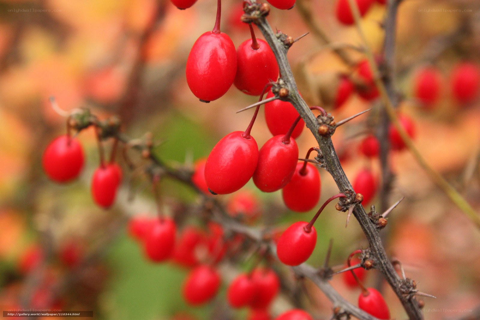 Red berries on a thorny branch