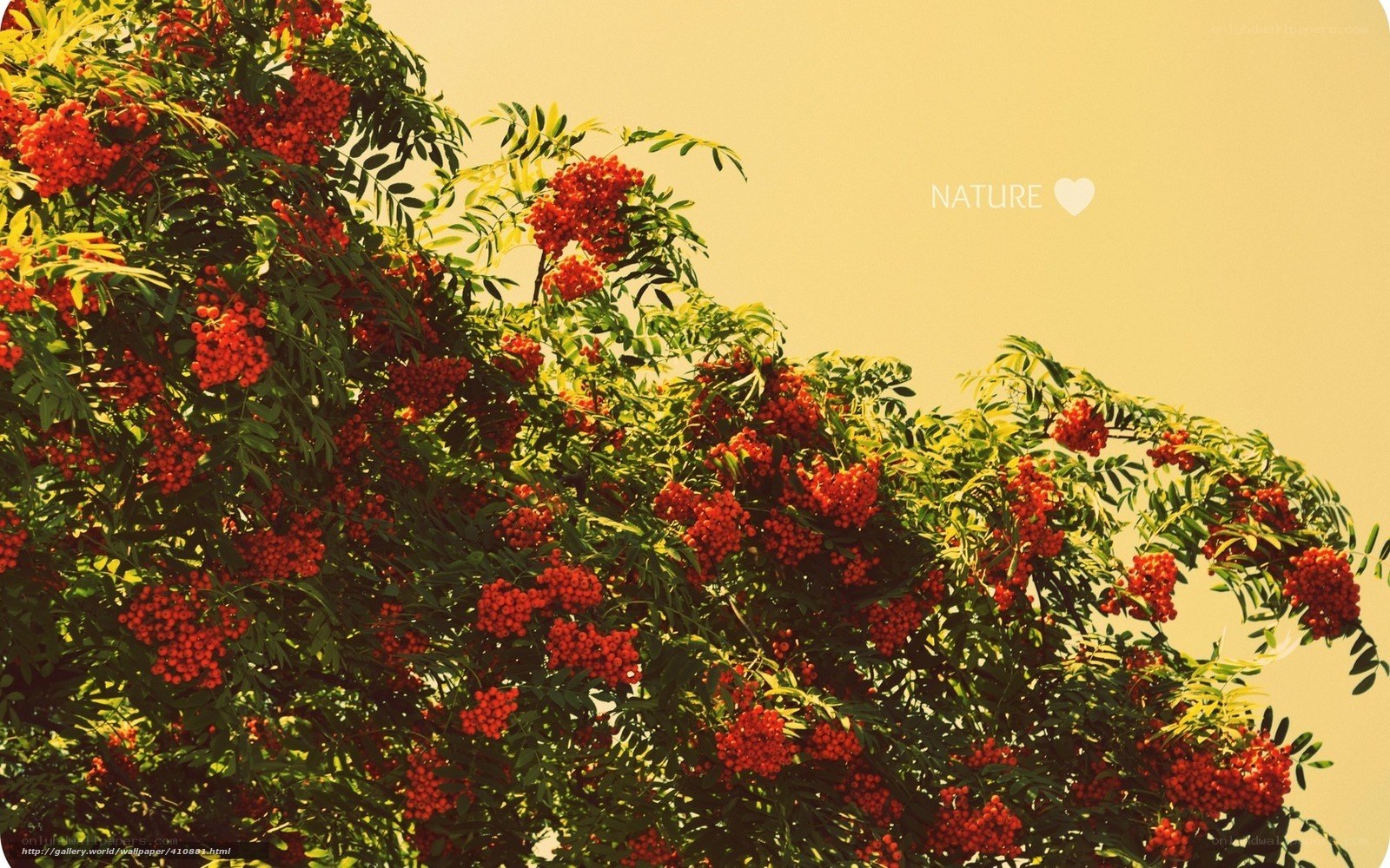 Red berries on a tree