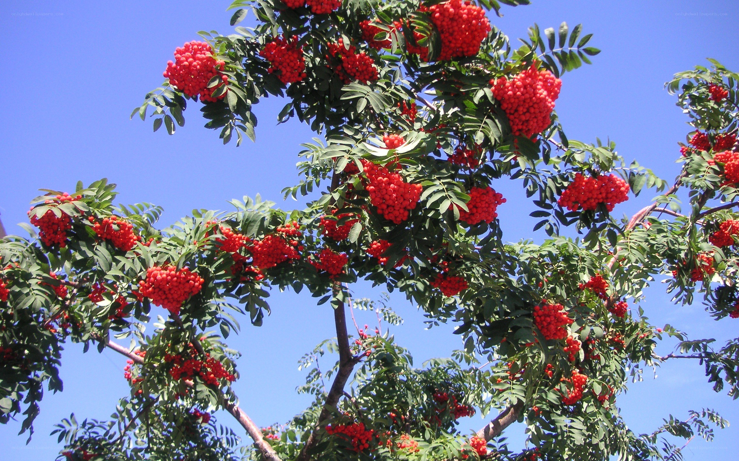 Red berries on a tree