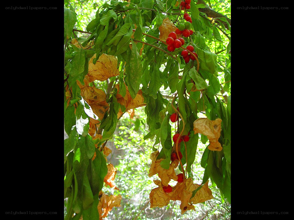 red berries on a tree