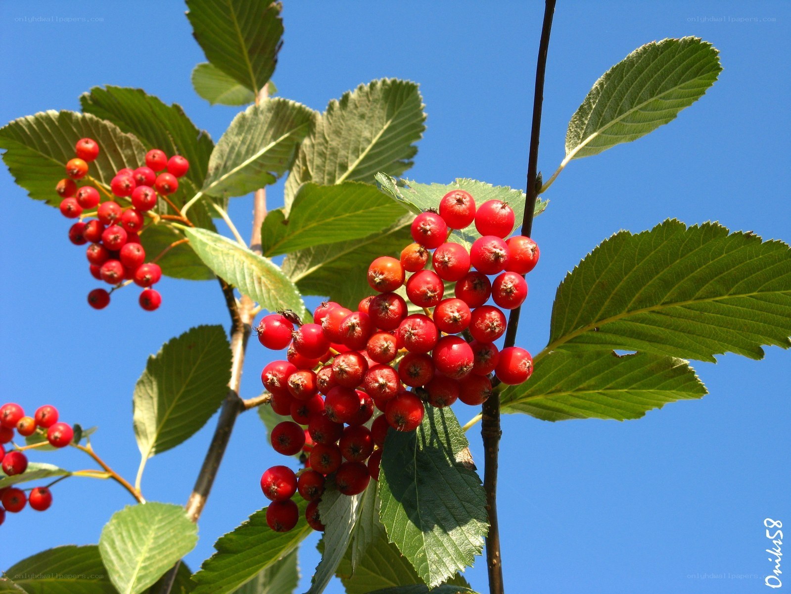 Red berries on a tree branch