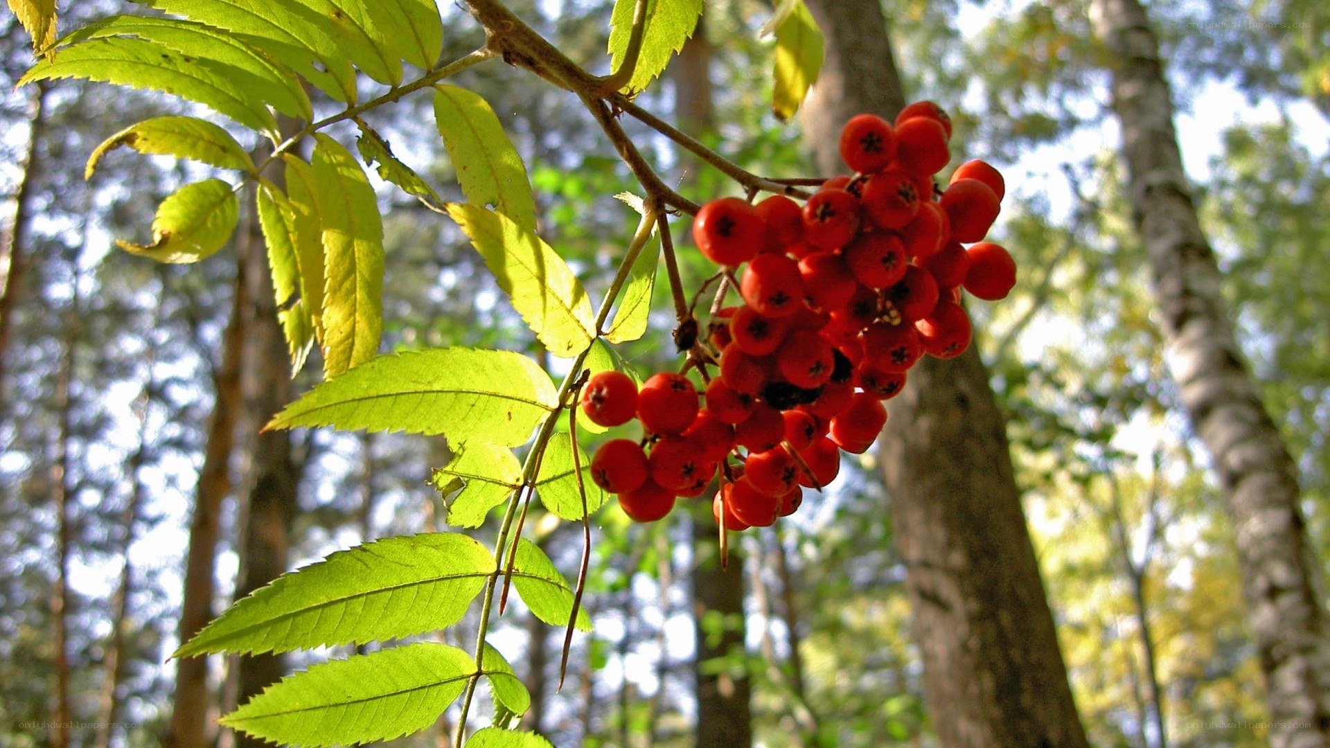 Red berries on a tree branch