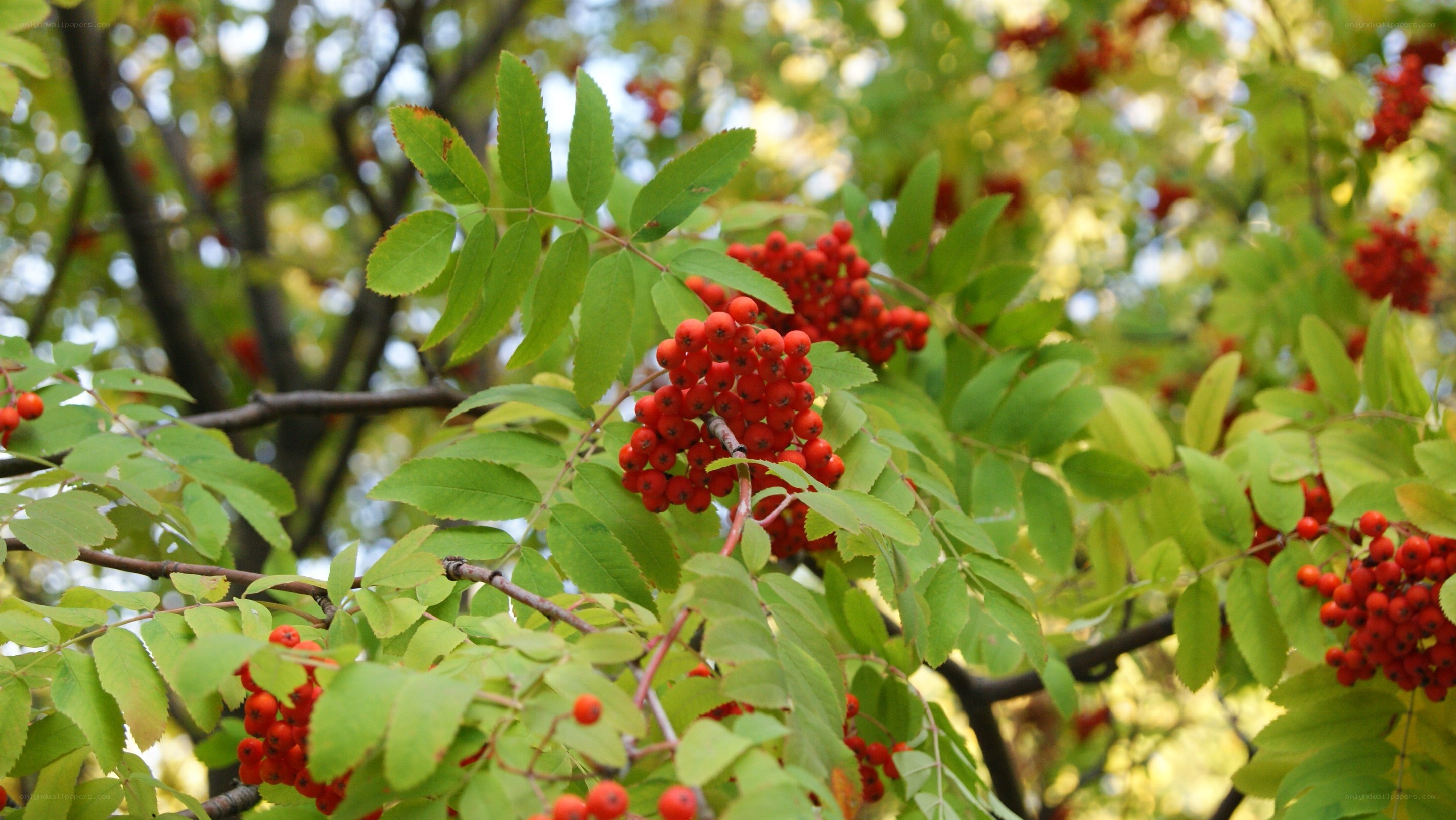 Red berries on a tree branch