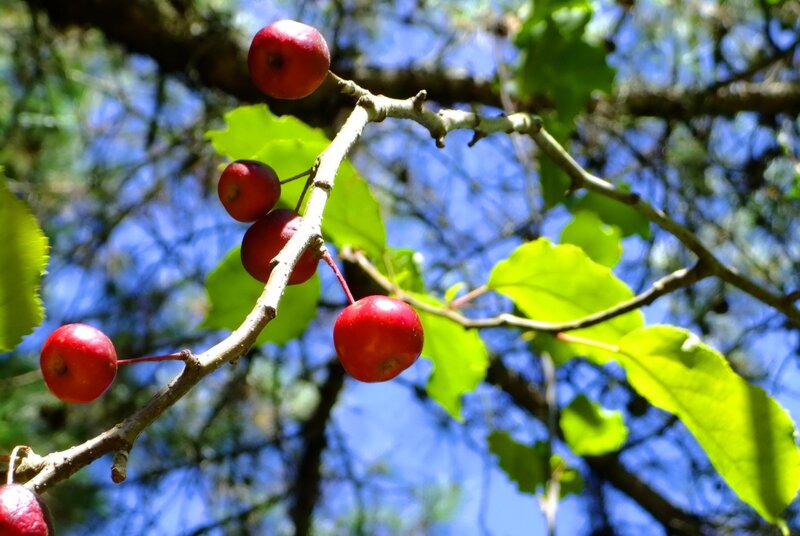 Red berries on a tree branch