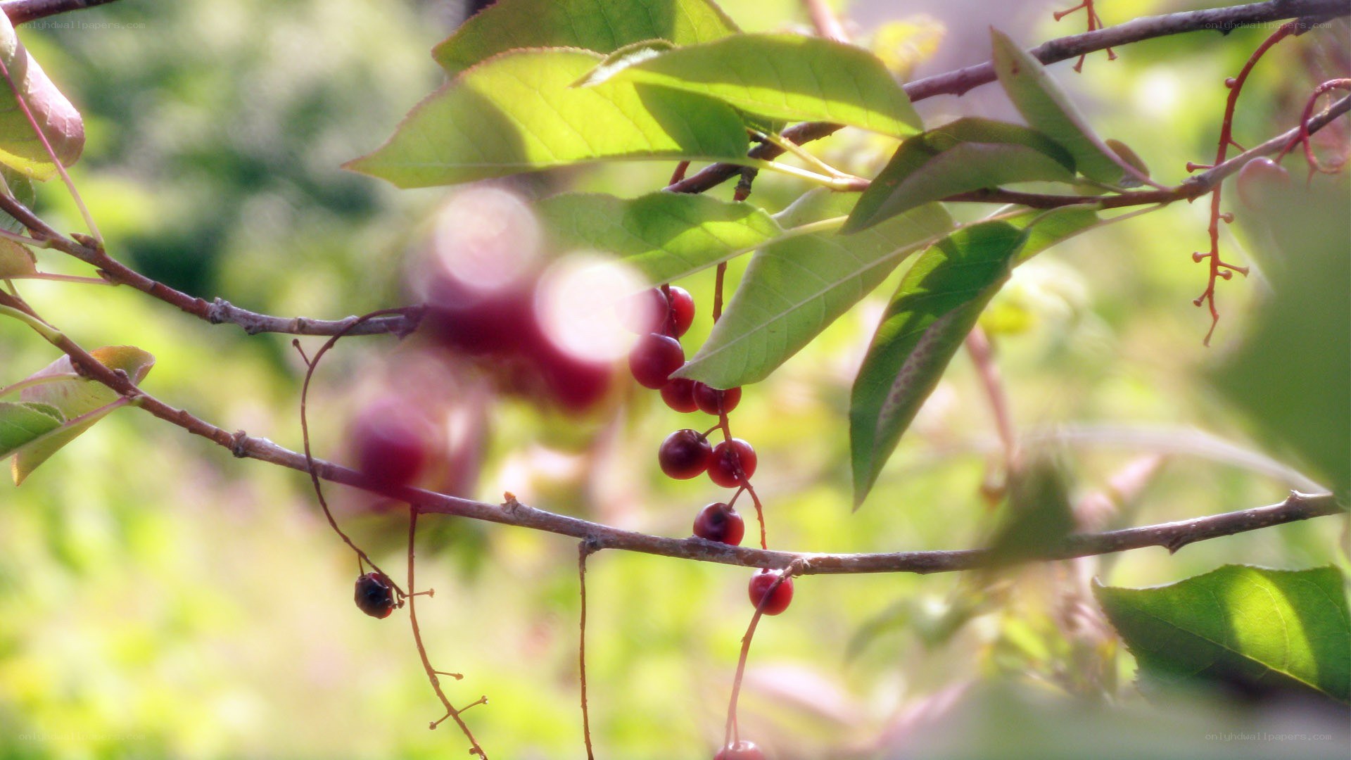 red berries on a tree branch