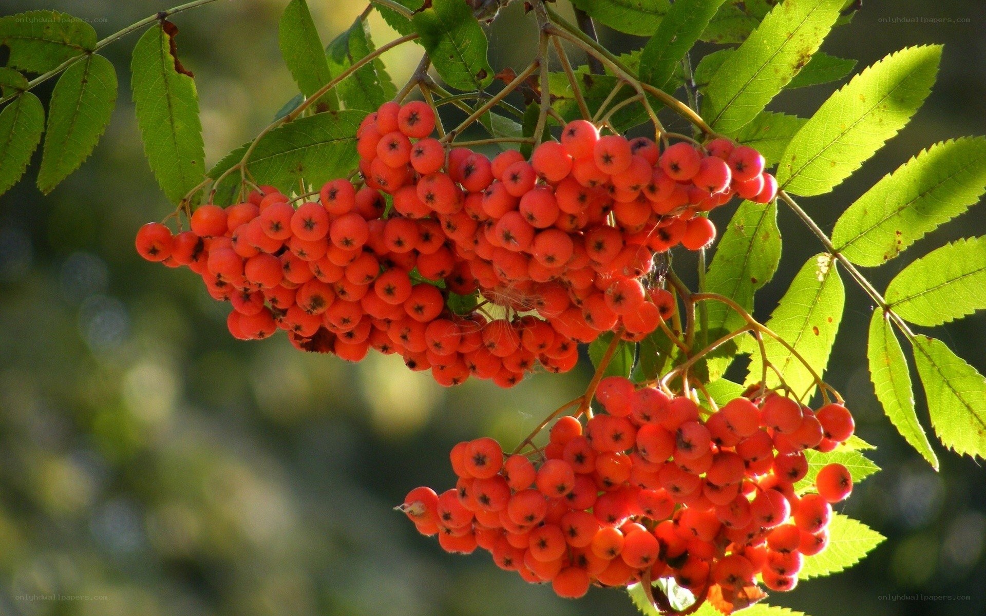 Red berries on a tree branch