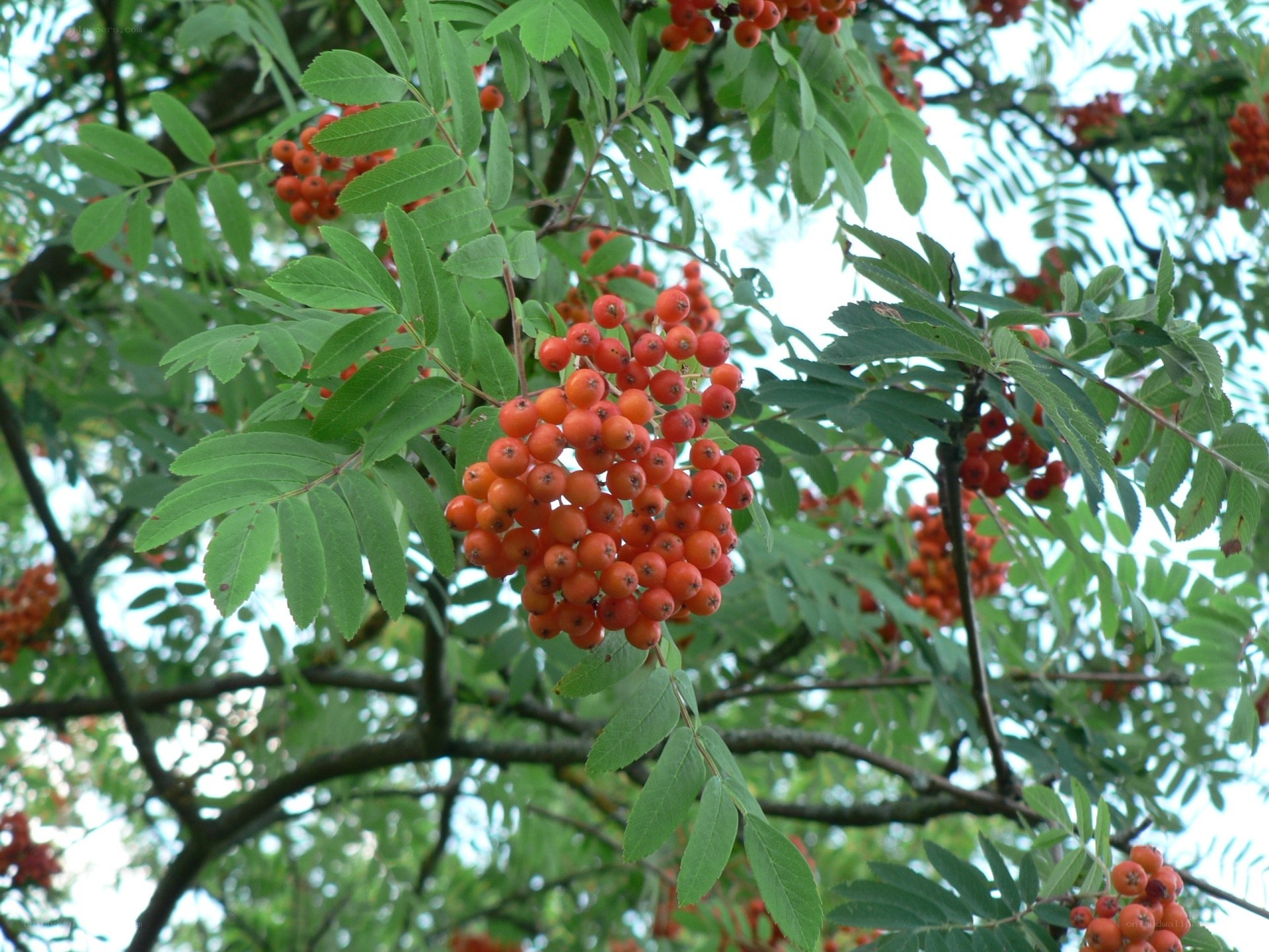 Red berries on a tree branch
