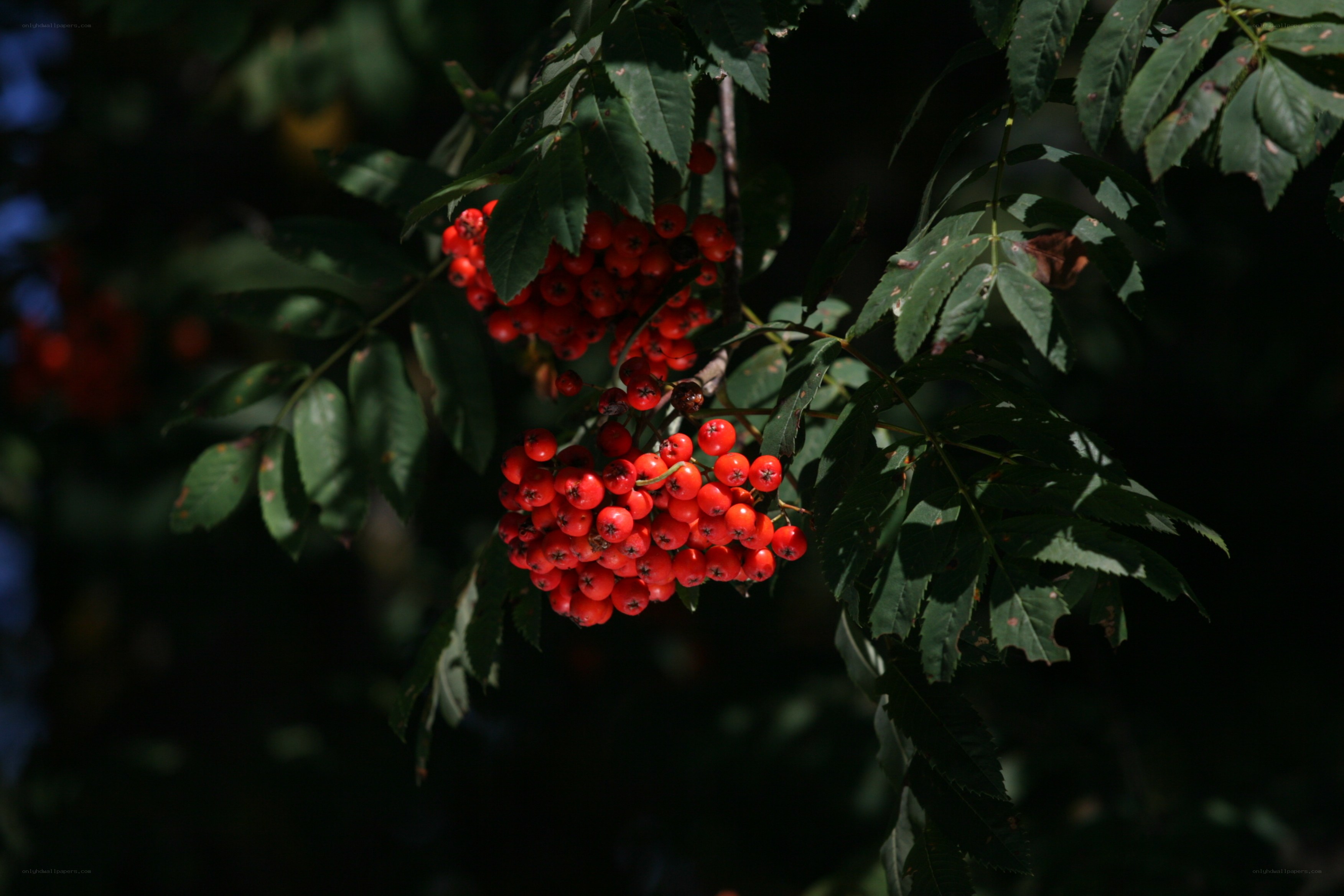Red berries on a tree branch