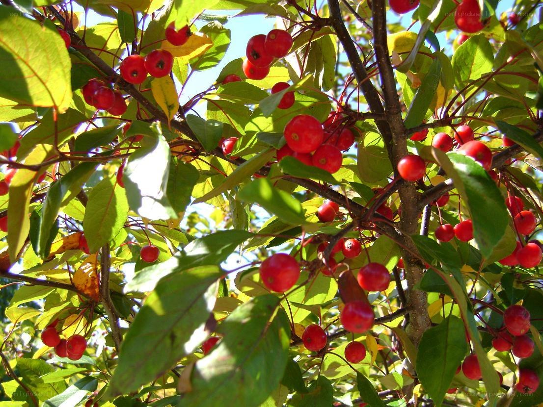 Red berries on a tree branch