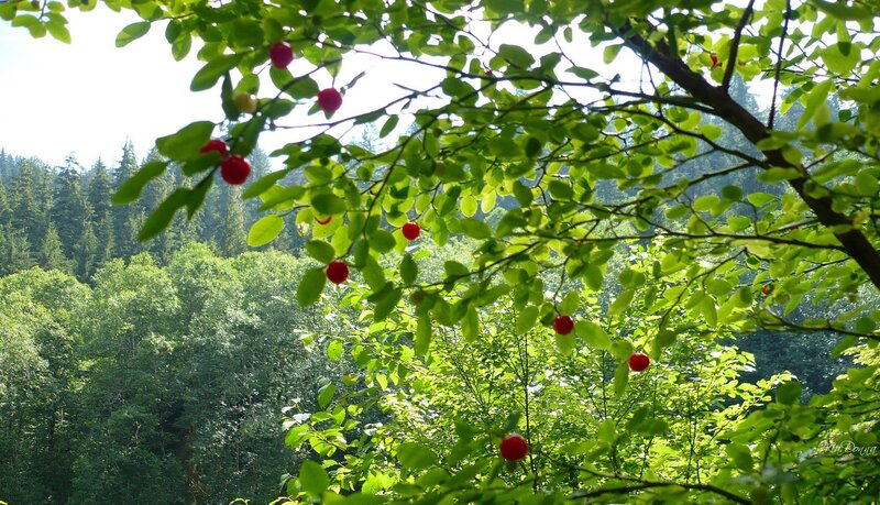 Red berries on a tree branch