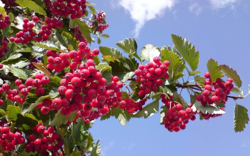 Red berries on a tree branch