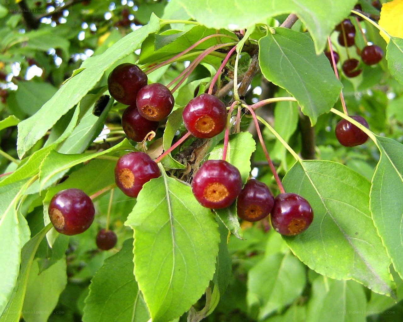 red berries on a tree branch