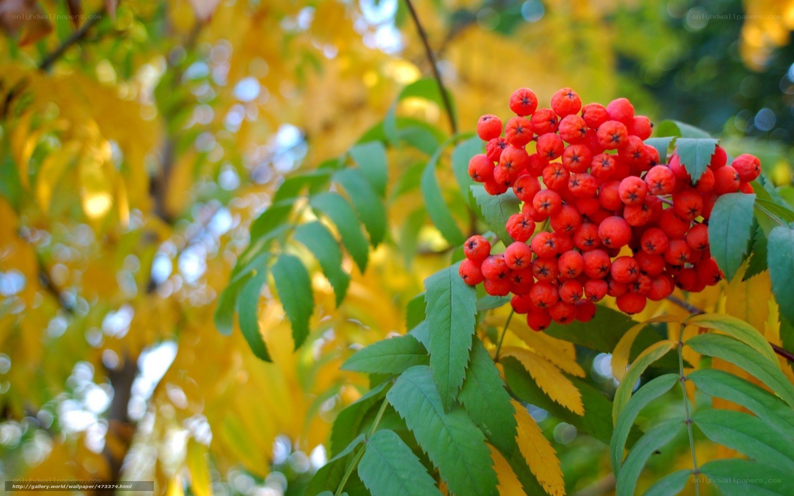 Red berries on a tree branch