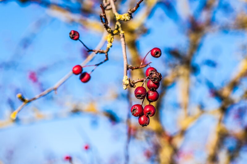 Red berries on a tree branch