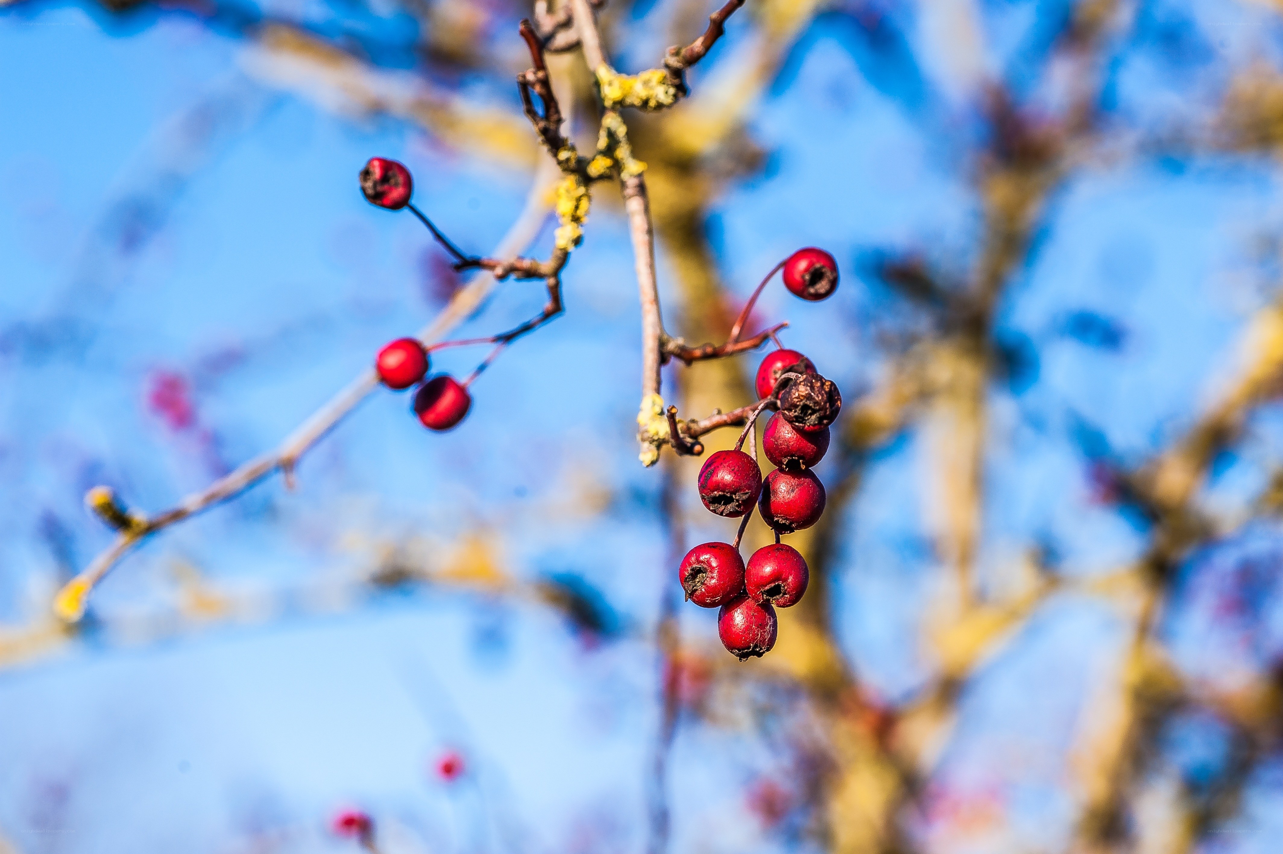 Red berries on a tree branch