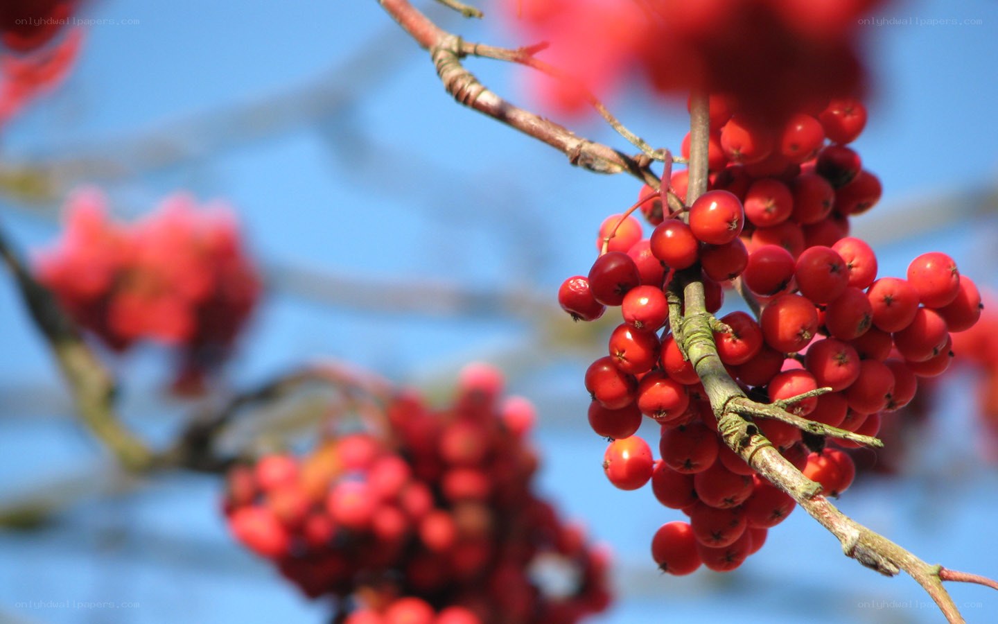 Red berries on a tree branch