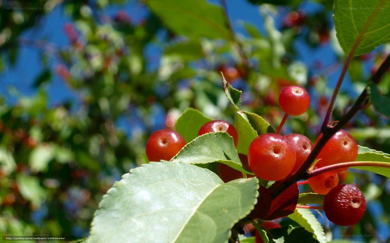 Red berries on a tree branch