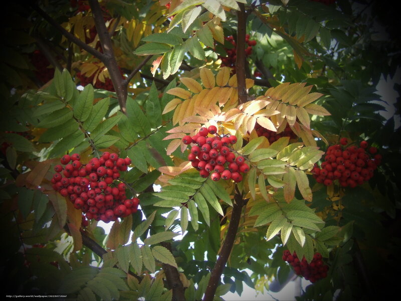 Red berries on a tree
