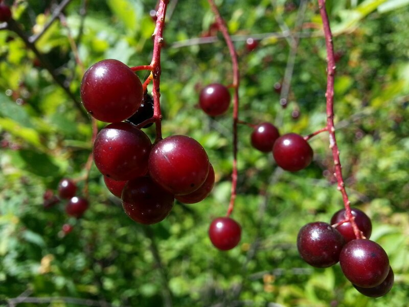 Red Berries on a Vine — Natural