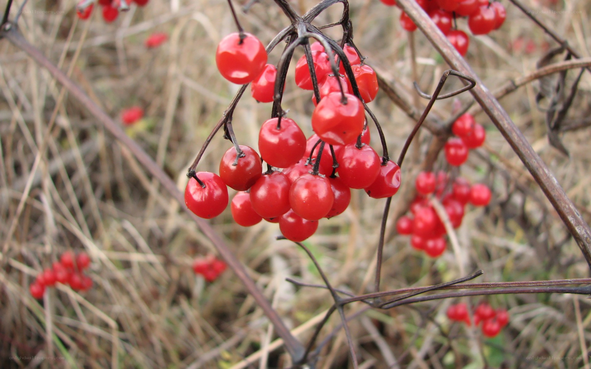 red berries on a vine