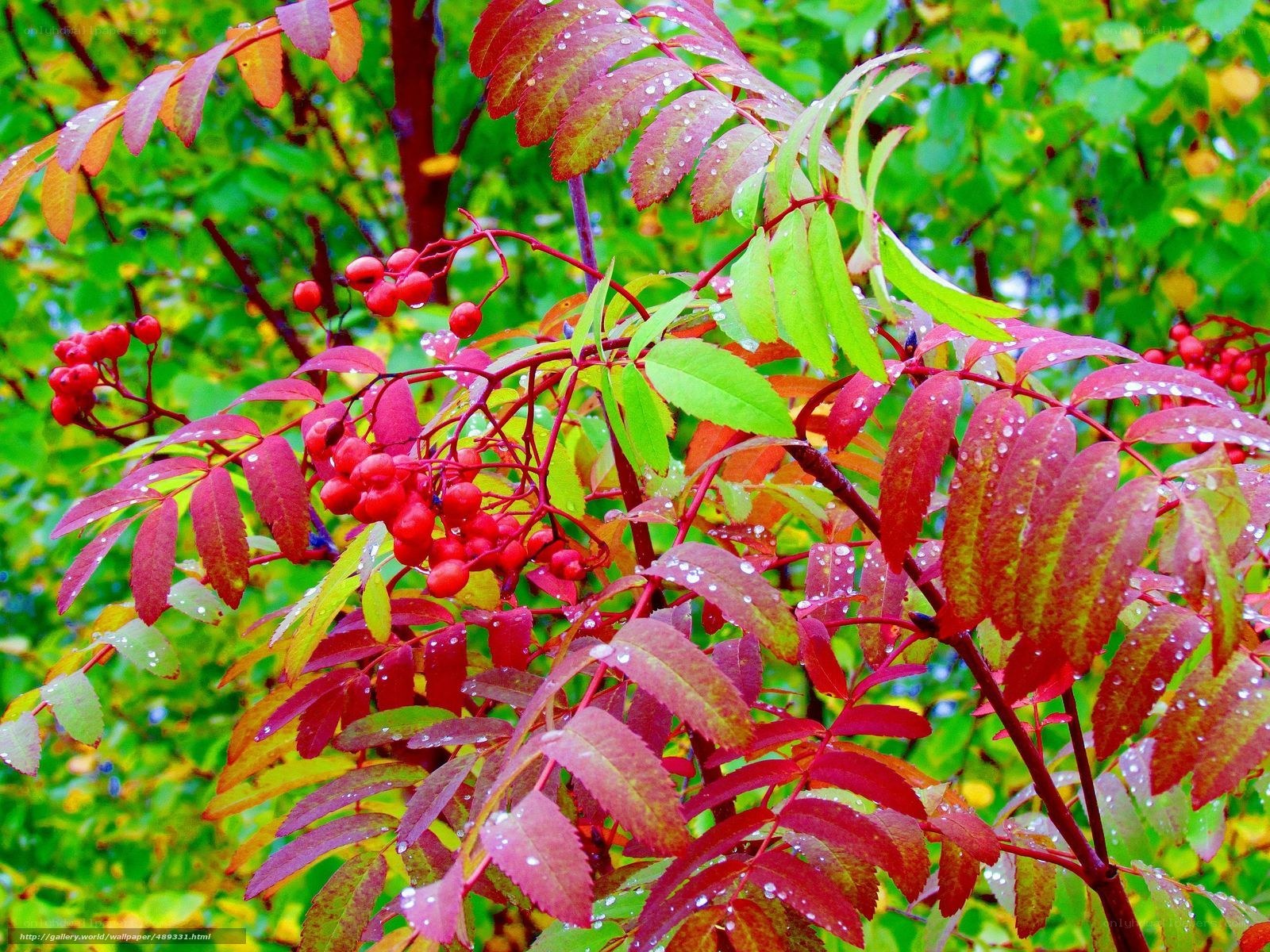 Red berries on a wet branch