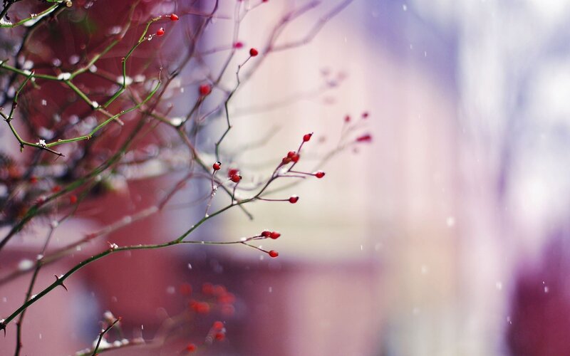 Red berries on a winter branch