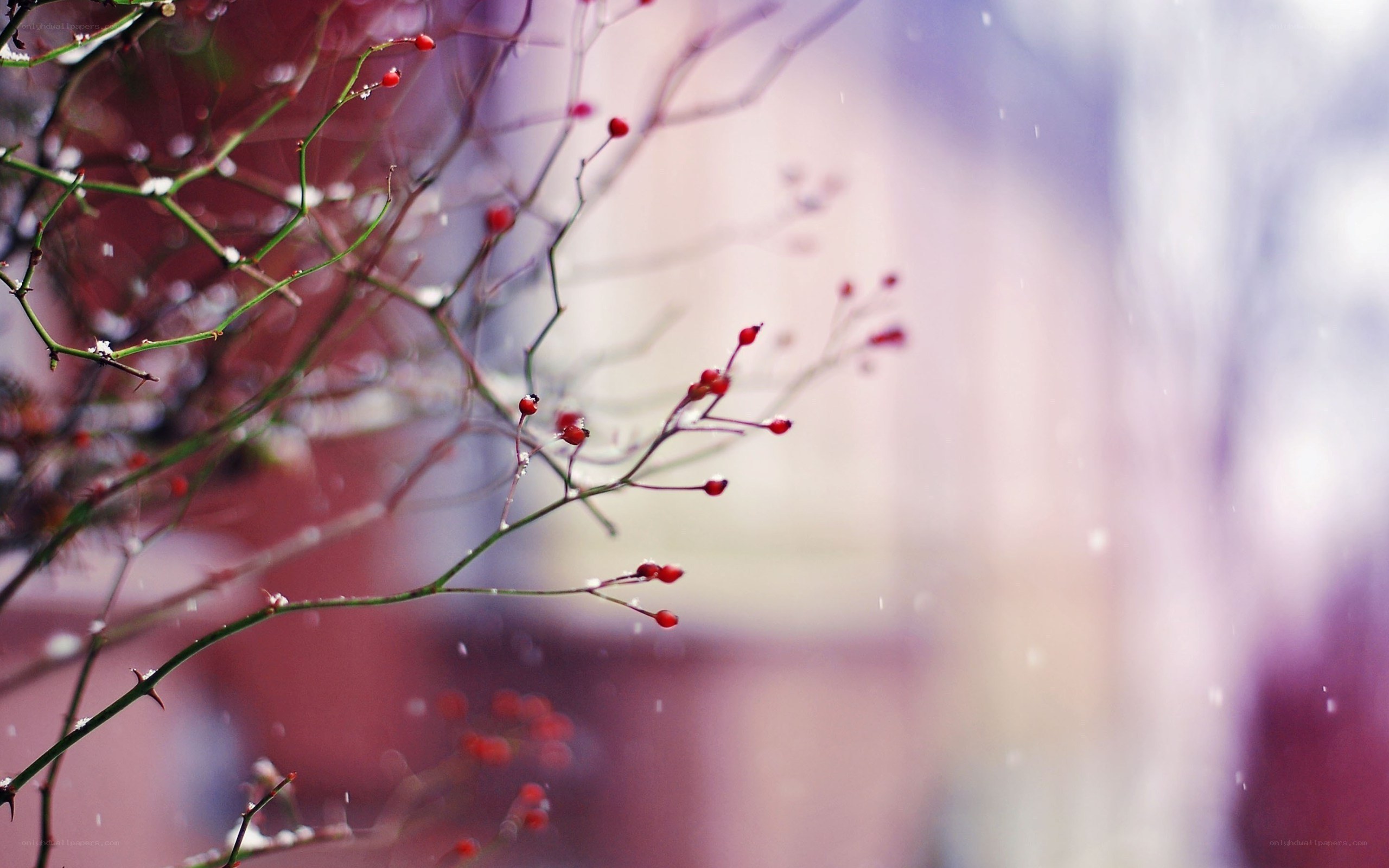 Red berries on a winter branch